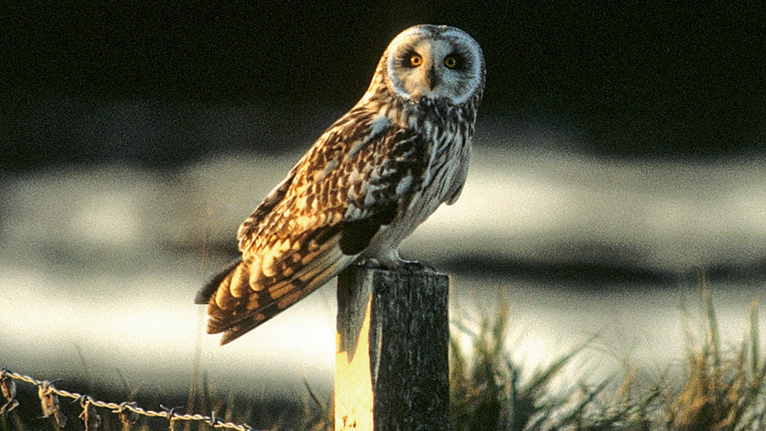 Short-eared Owl