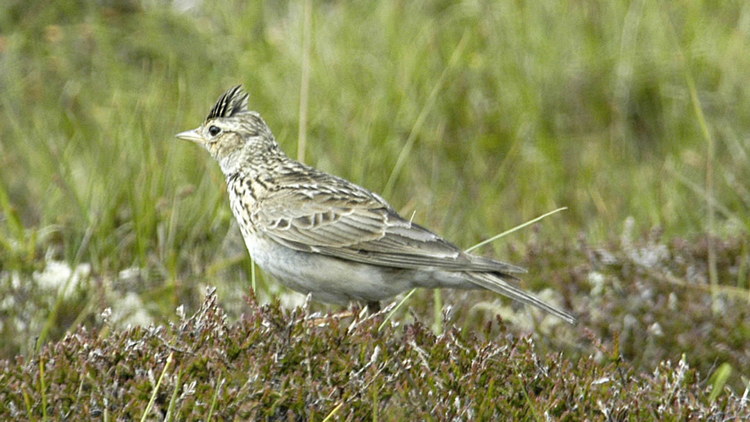 Skylark