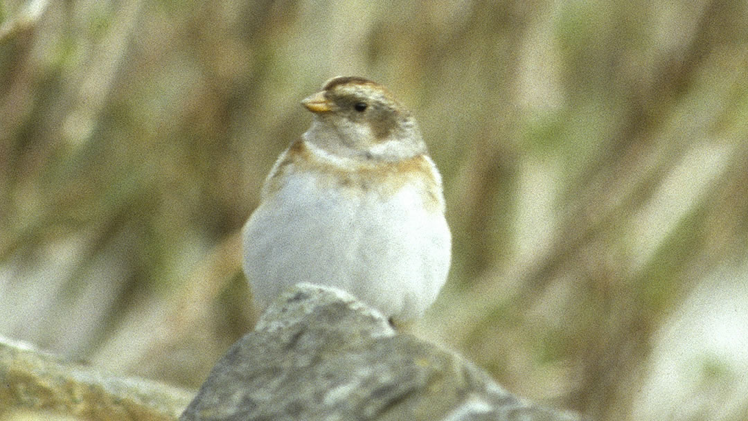 Snow Bunting