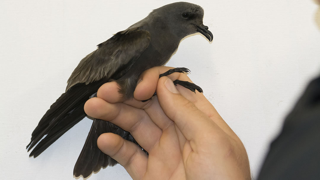 Storm Petrel caught at the Fair Isle Observatory