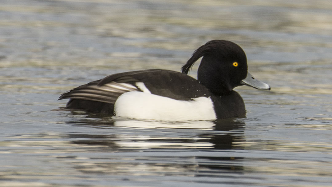 Tufted duck