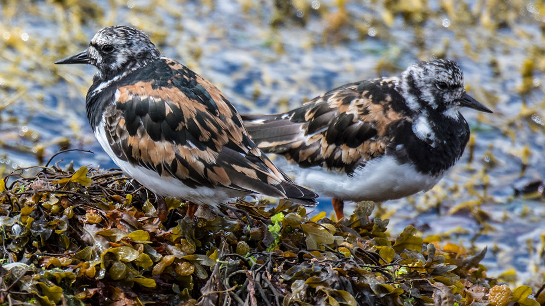 Turnstone