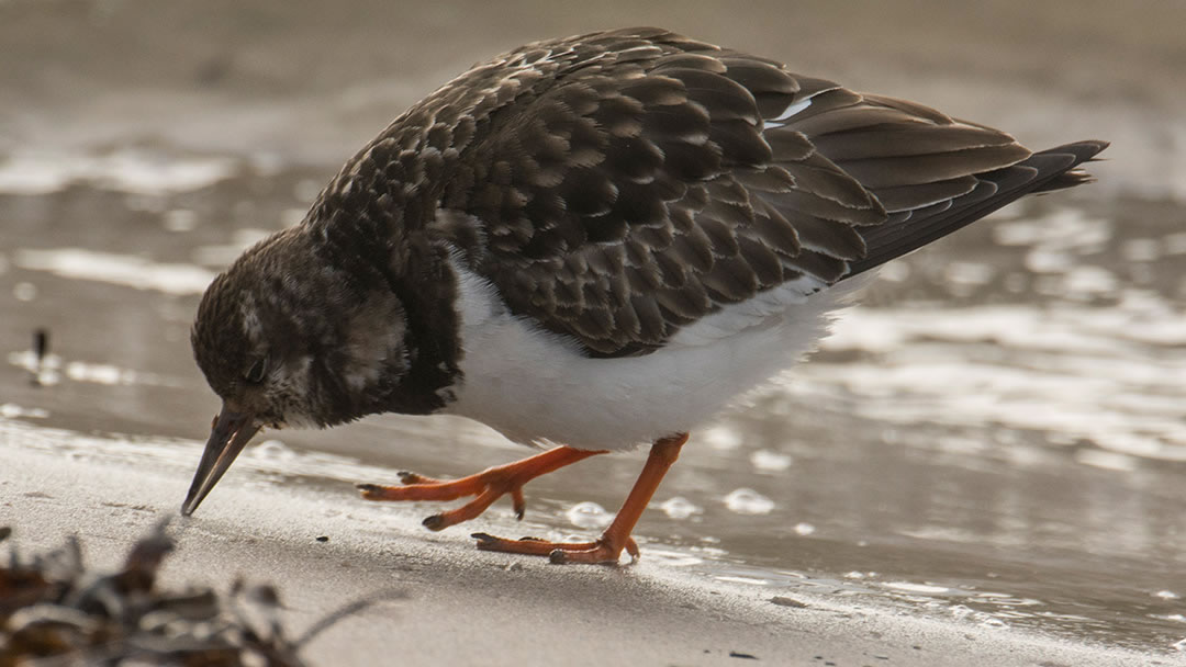 Turnstone