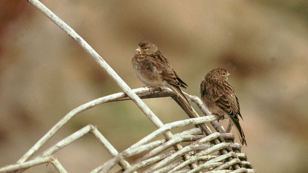 Twite