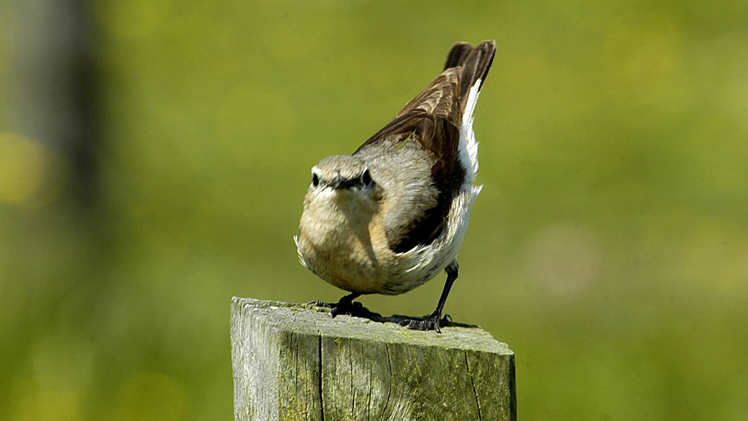 Wheatear, Fetlar, Shetland