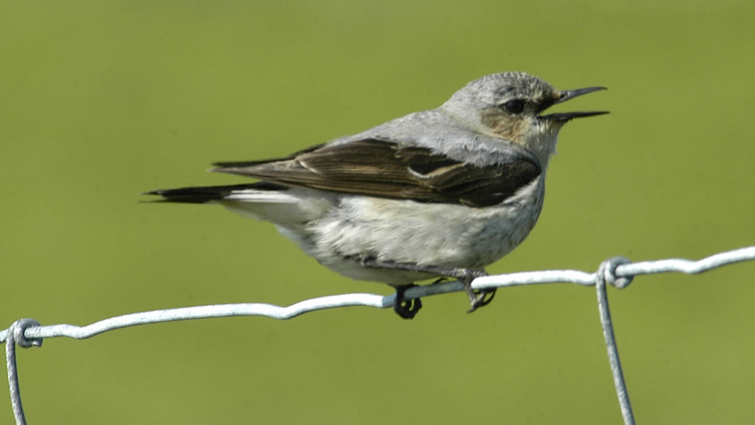 Wheatear