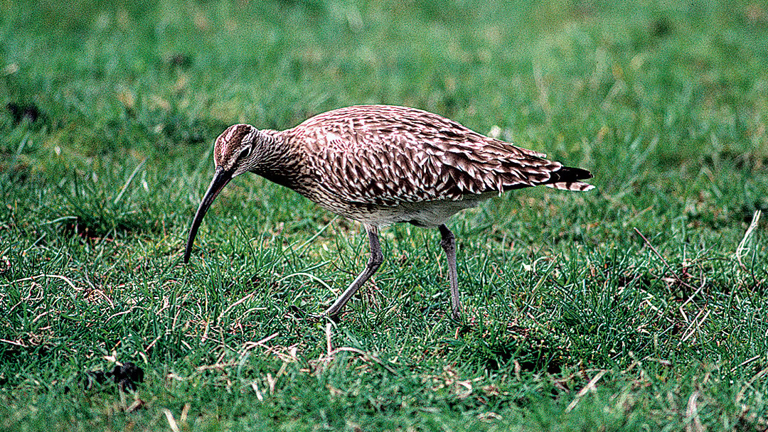 Whimbrel