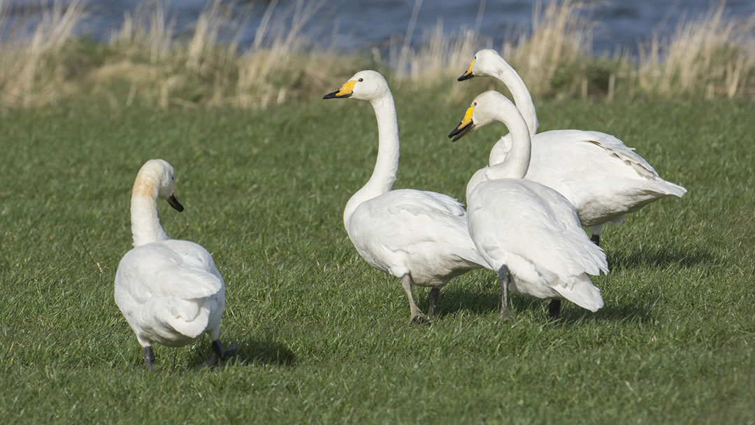 Whooper Swan