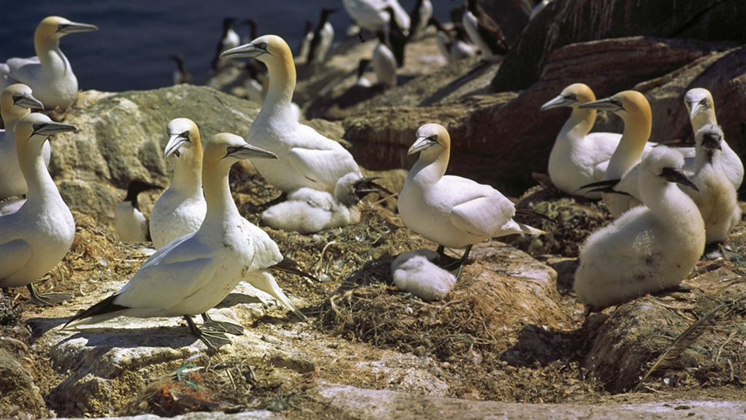 Gannets in the island of Noss, Shetland