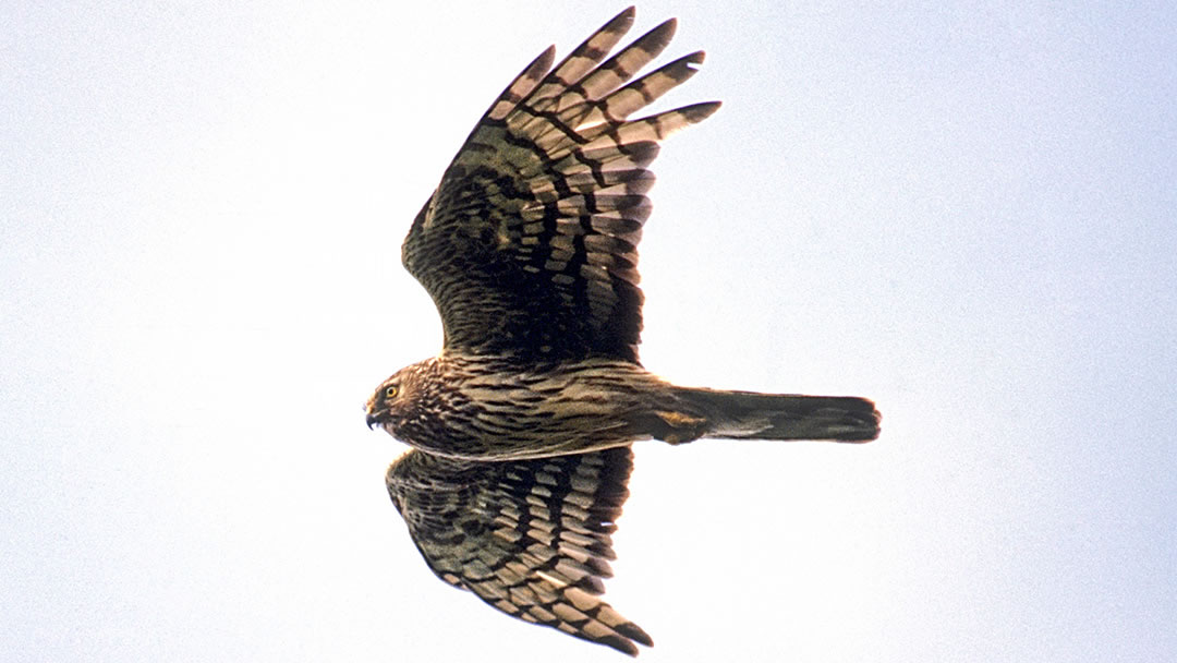 Hen Harrier flying in Orkney skies