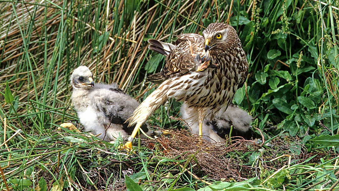 Hen harriers, Orkney