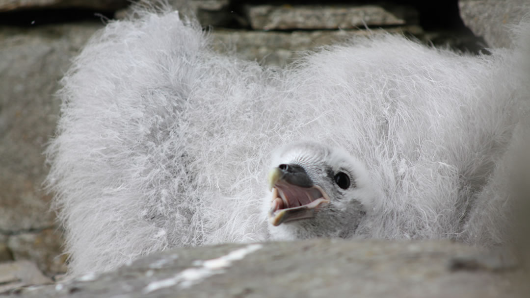 Fulmer chick at Midhowe broch, Rousay, Orkney