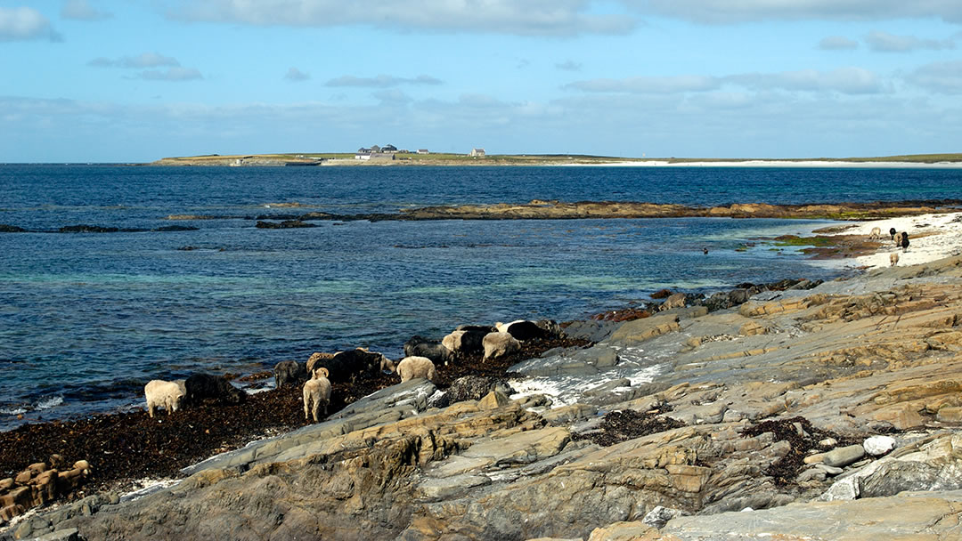 North Ronaldsay sheep