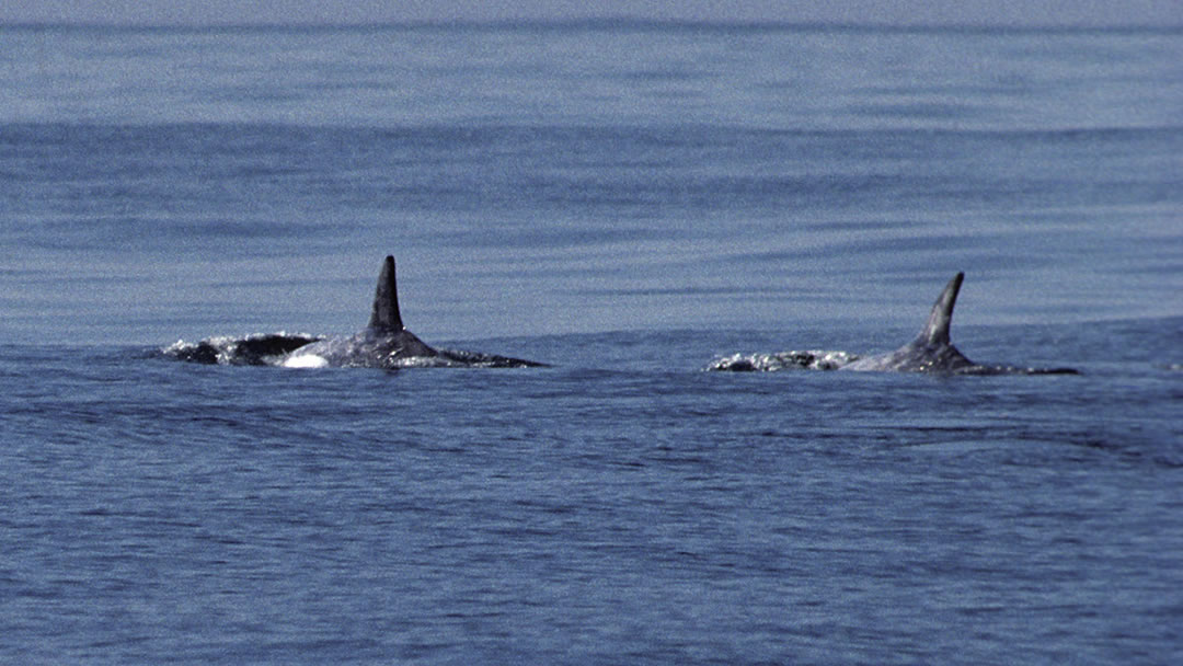 Orca or killer whales in Shetland waters