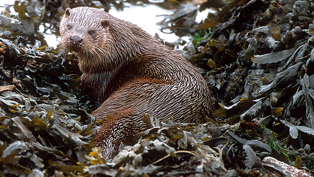Shetland otter