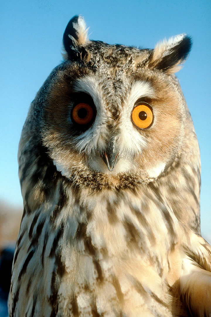 Owl in Orkney