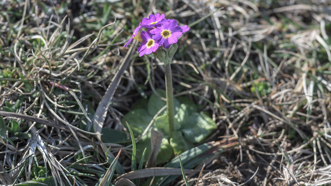 Primula Scotica at Yesnaby, Orkney