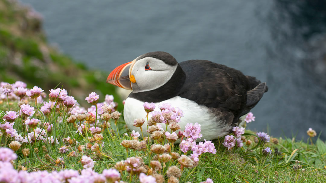 Puffin at Sumburgh Head in Shetland