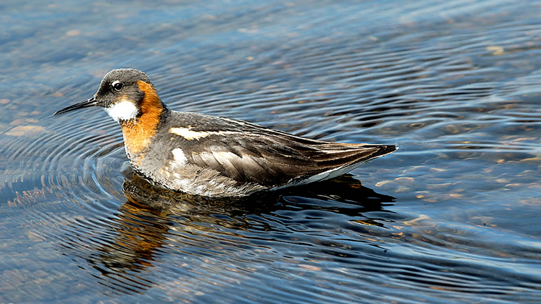 Red Necked Phalarope in the Shetland island of Fetlar