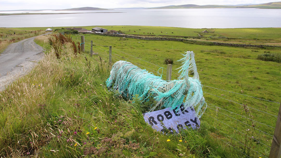 Rousay Highland Cow