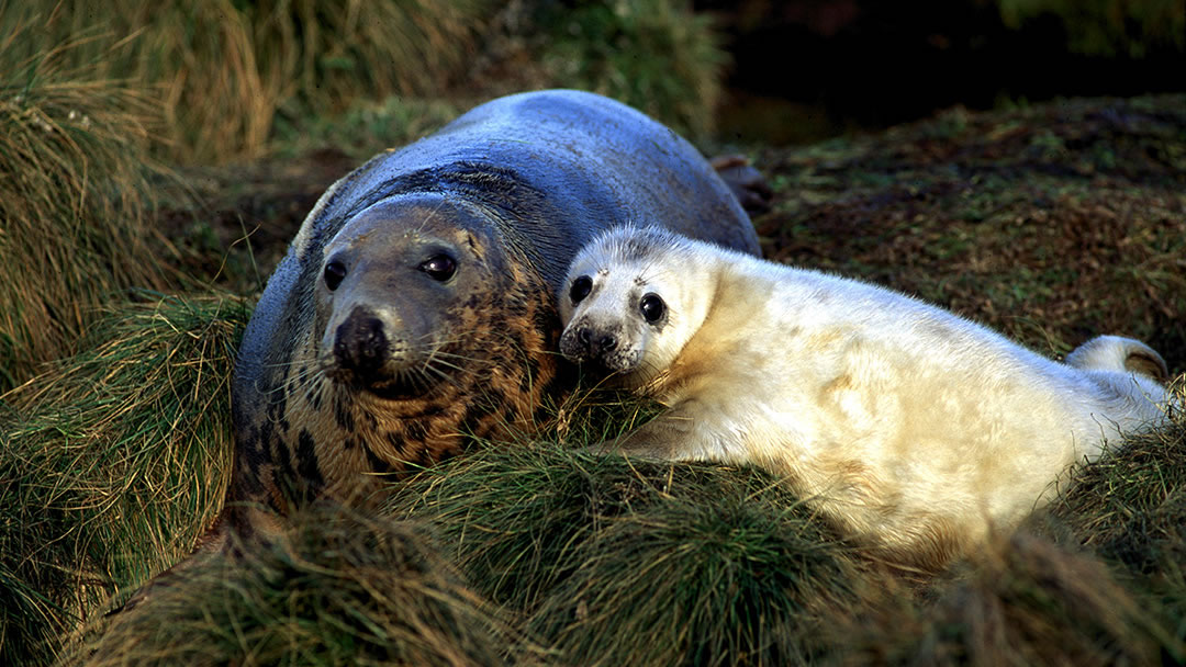 Seals in Orkney