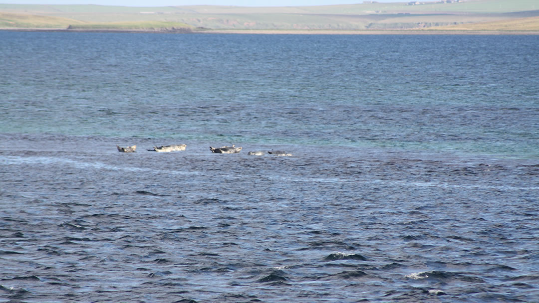 Seals on a sandbar, Rousay, Orkney