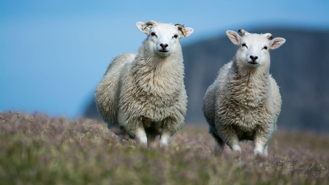 Native sheep in Fair Isle, Shetland