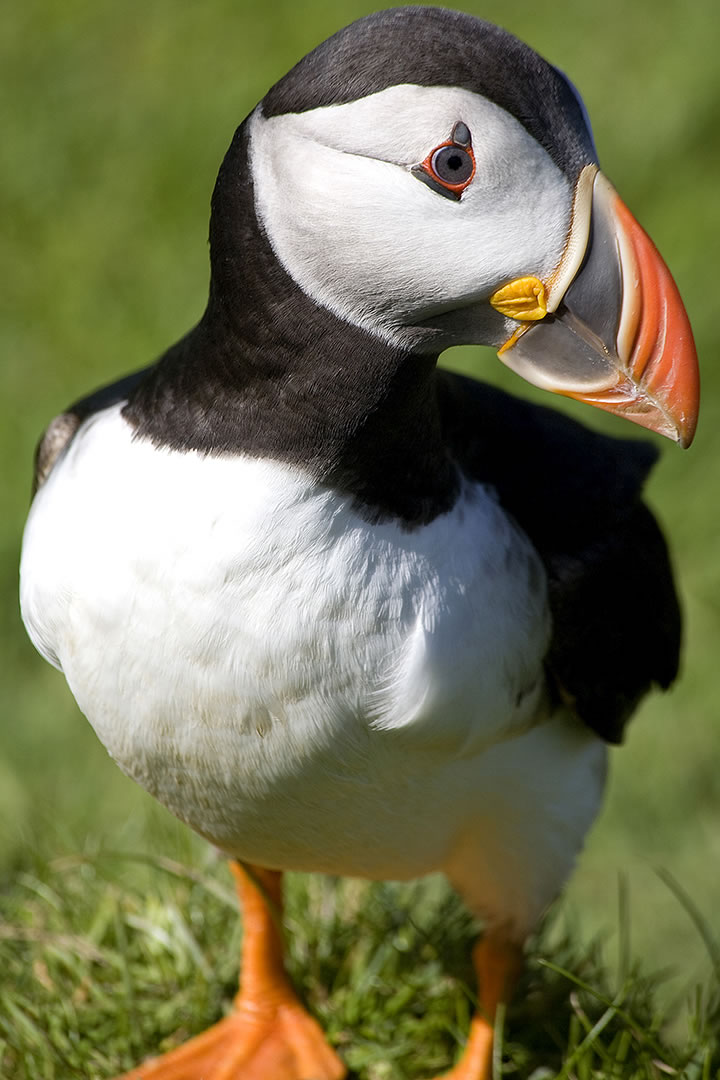 Puffin at Sumburgh Head