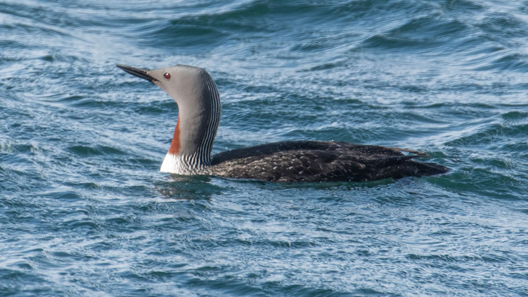 Red Throated Diver - Gavia stellata