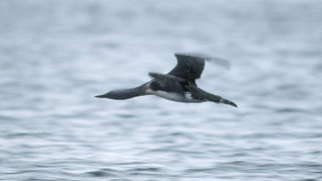 Red Throated Diver in flight