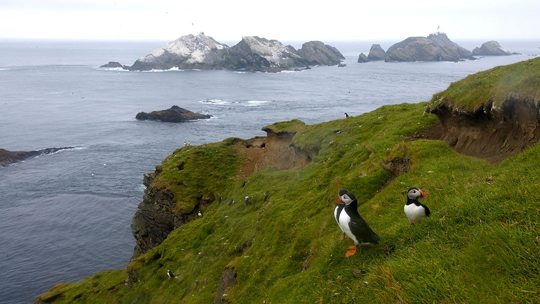 Hermaness, Unst, Shetland