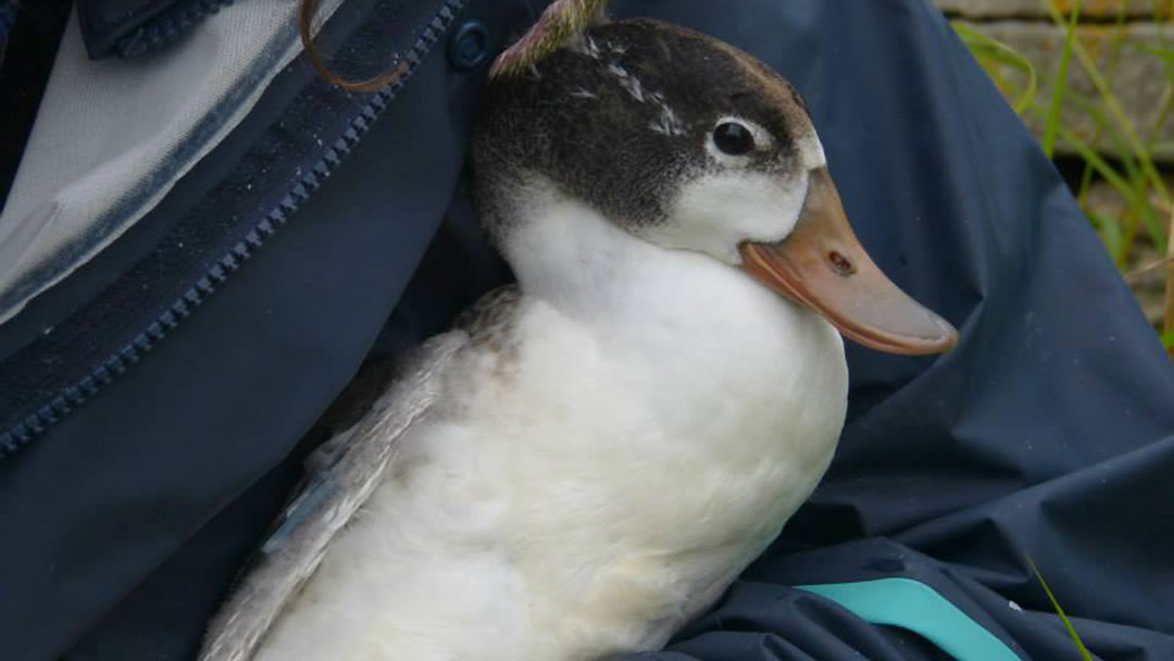 Duck getting ringed at the North Ronaldsay Bird Observatory, Orkney