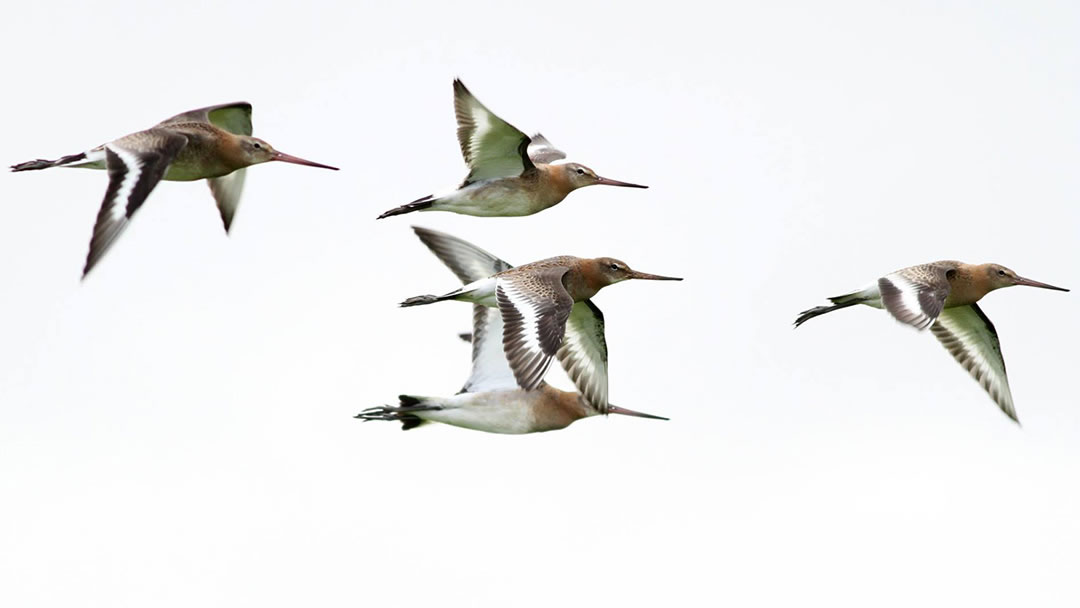 North Ronaldsay Bird Observatory, Orkney - birds in flight