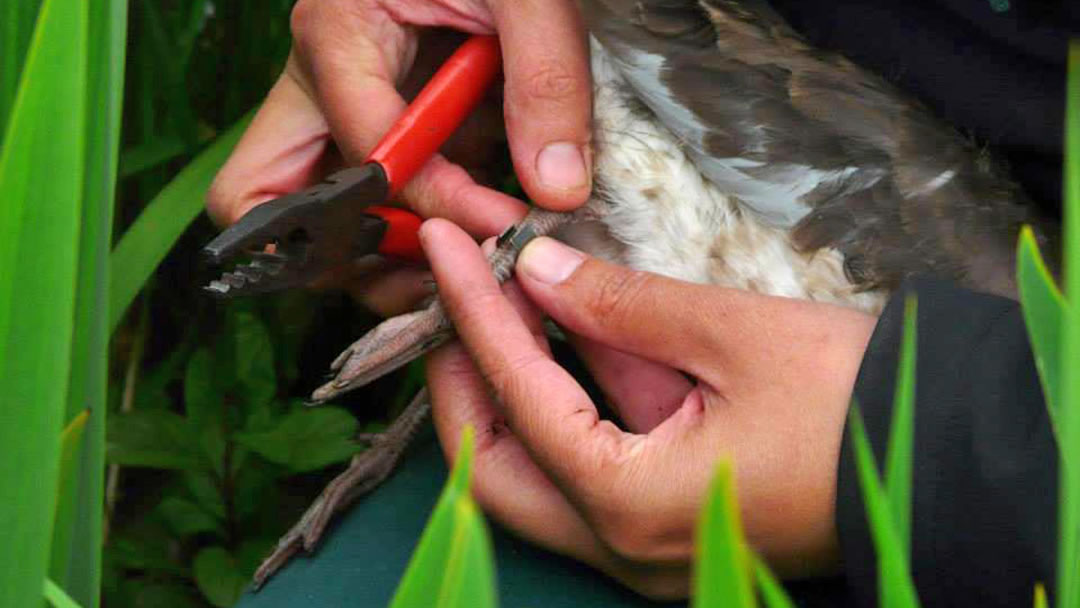 North Ronaldsay Bird Observatory ringing