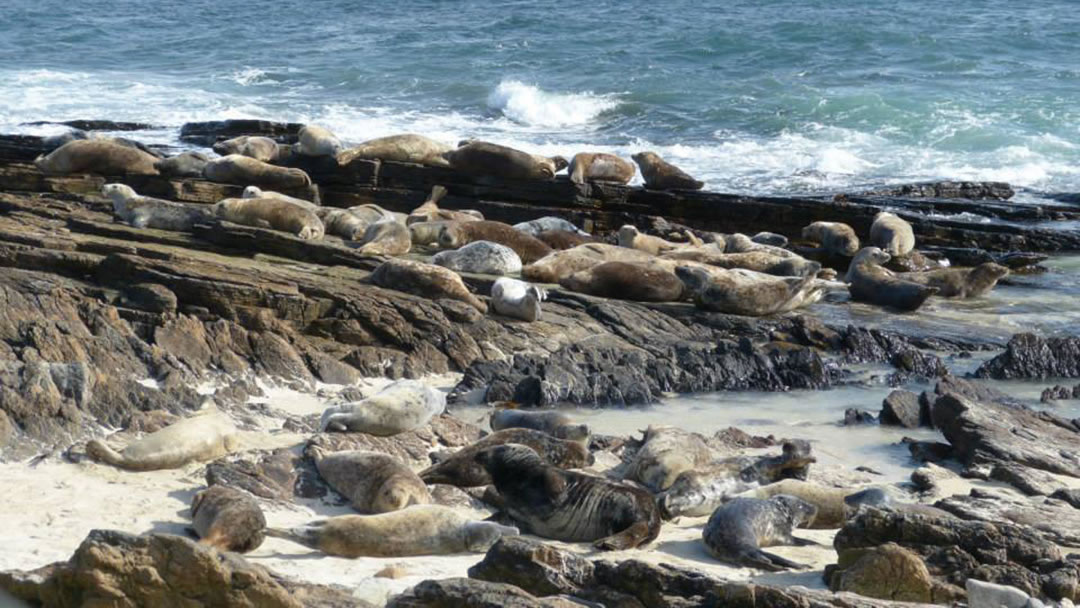 Seals on a North Ronaldsay beach, Orkney