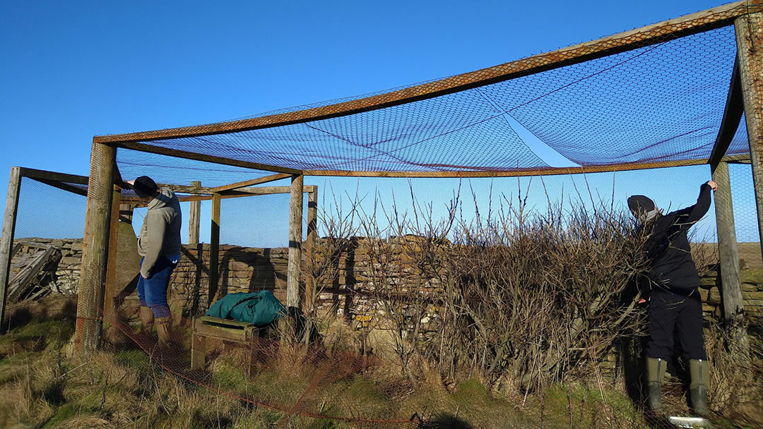 North Ronaldsay Bird Observatory Heligoland trap