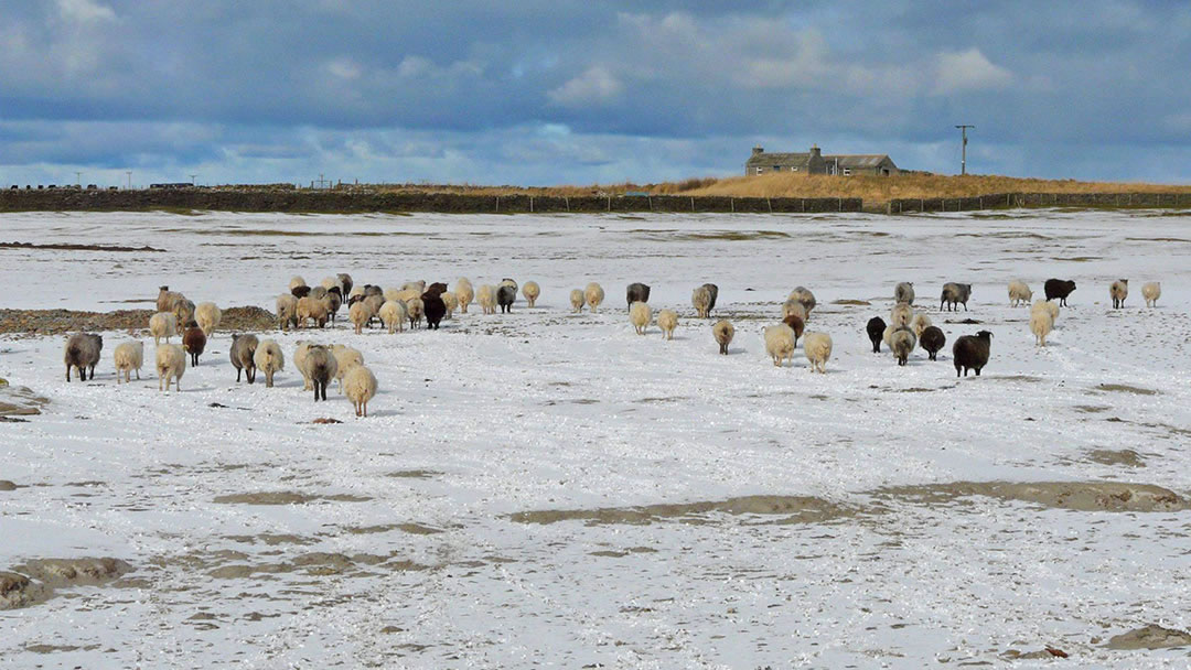 North Ronaldsay Sheep, Orkney