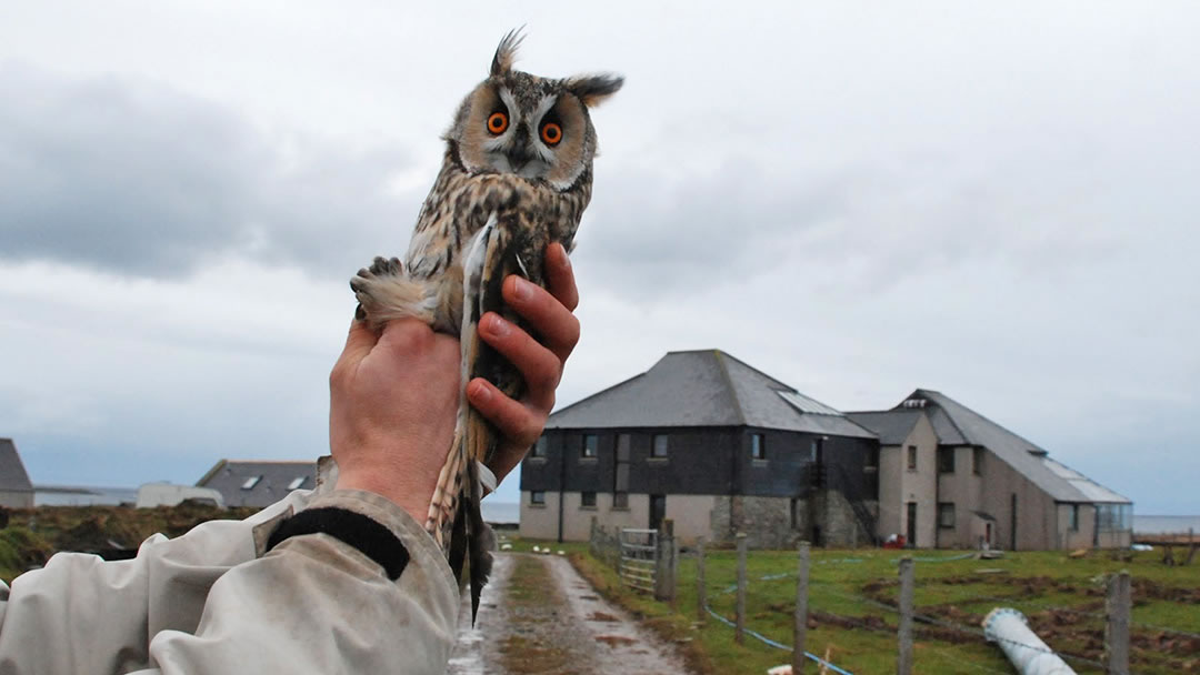 Owl captured in North Ronaldsay, Orkney