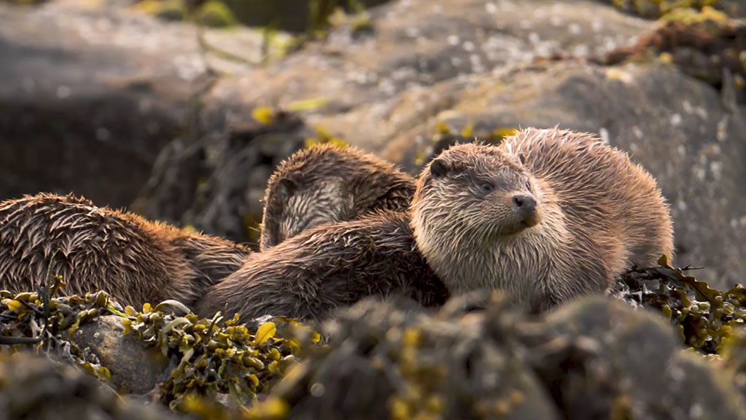 Yell is one of the best places in Shetland to see otters