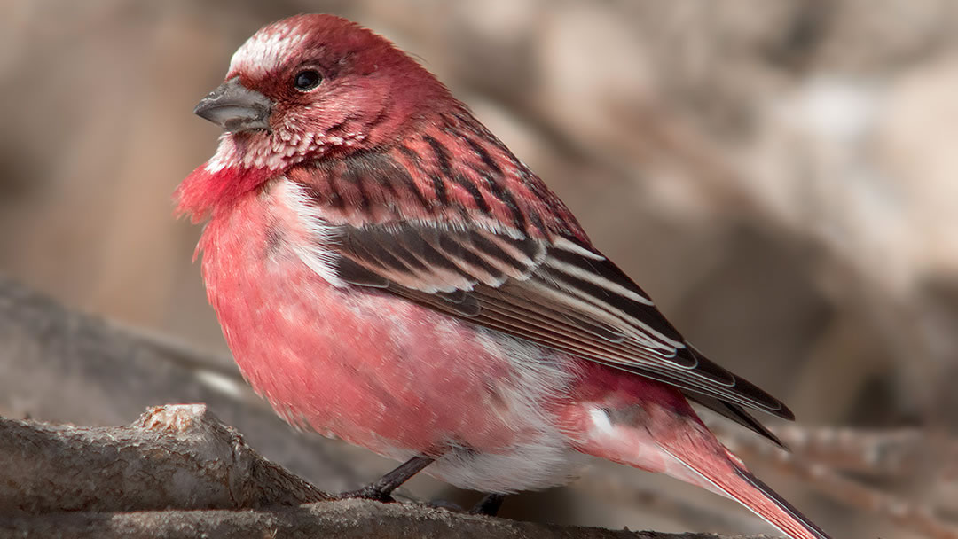 Pallas Rosefinch