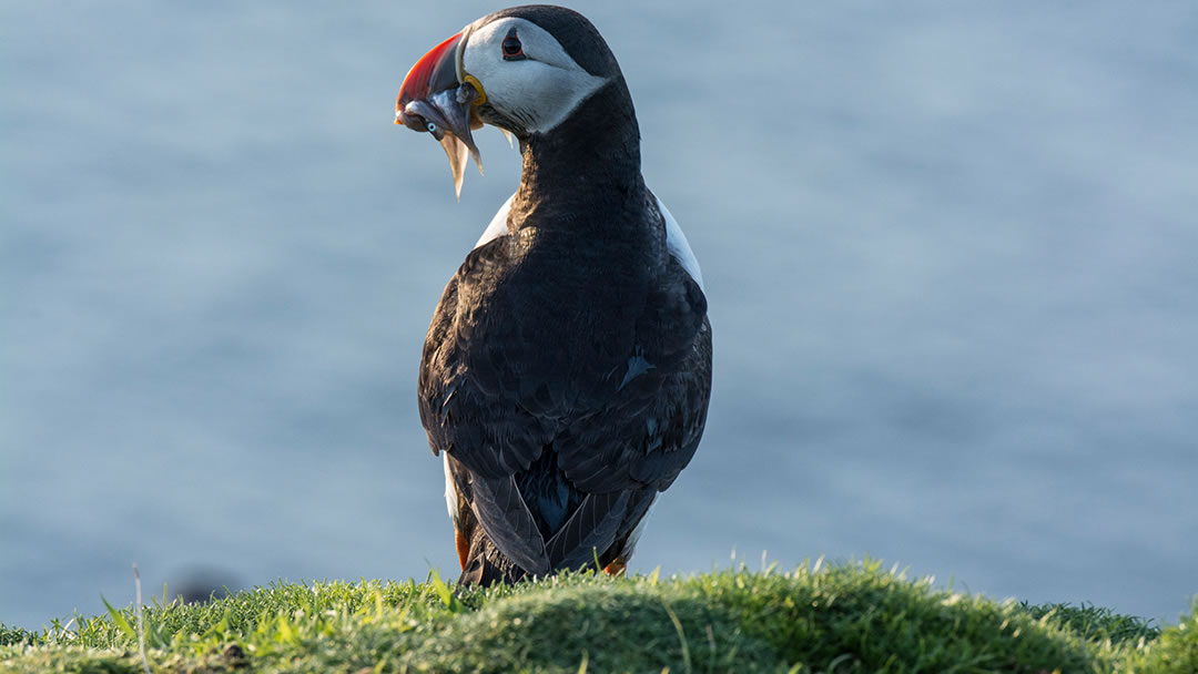 Puffins in Shetland