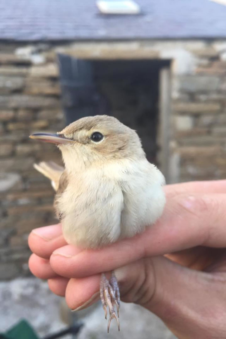 Sykes Warbler at the North Ronaldsay Bird Observatory, Orkney
