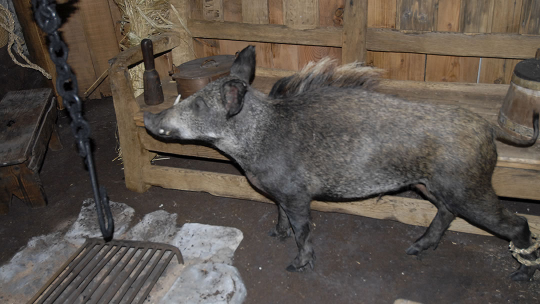 The Shetland grice - an extinct subspecies of pig