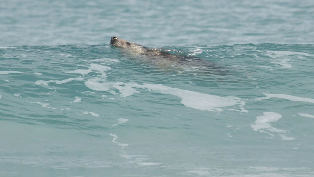 Common seal in the surf of the Eastings, Unst