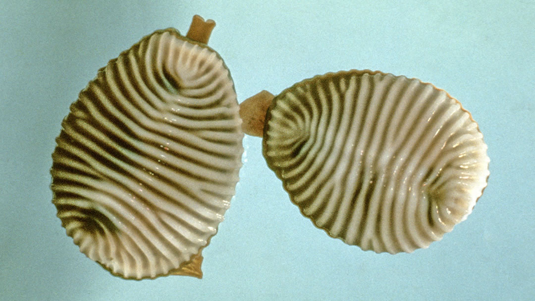 Groatie Buckies (Common Cowrie) 