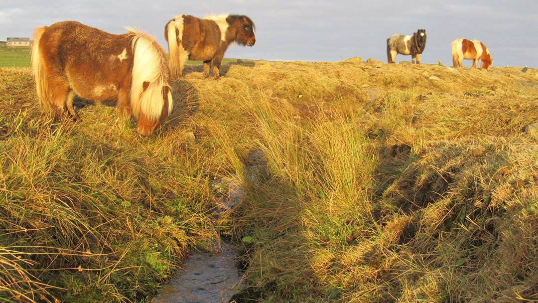 Hardy Shetland ponies in winter