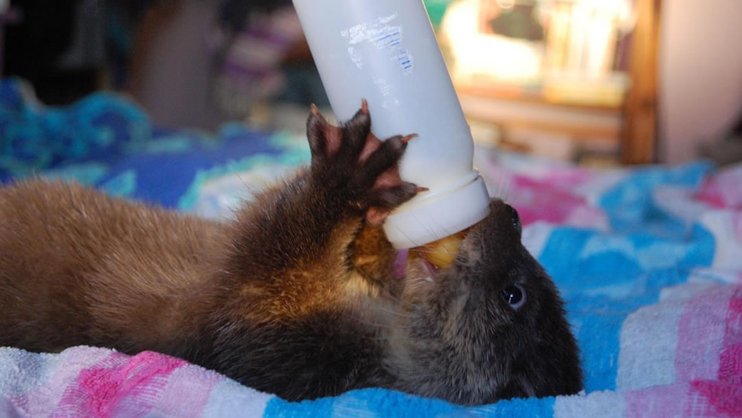 Otter with milk
