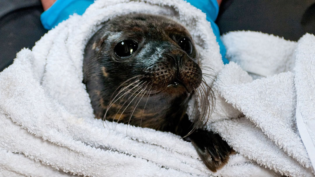 Seal in towel