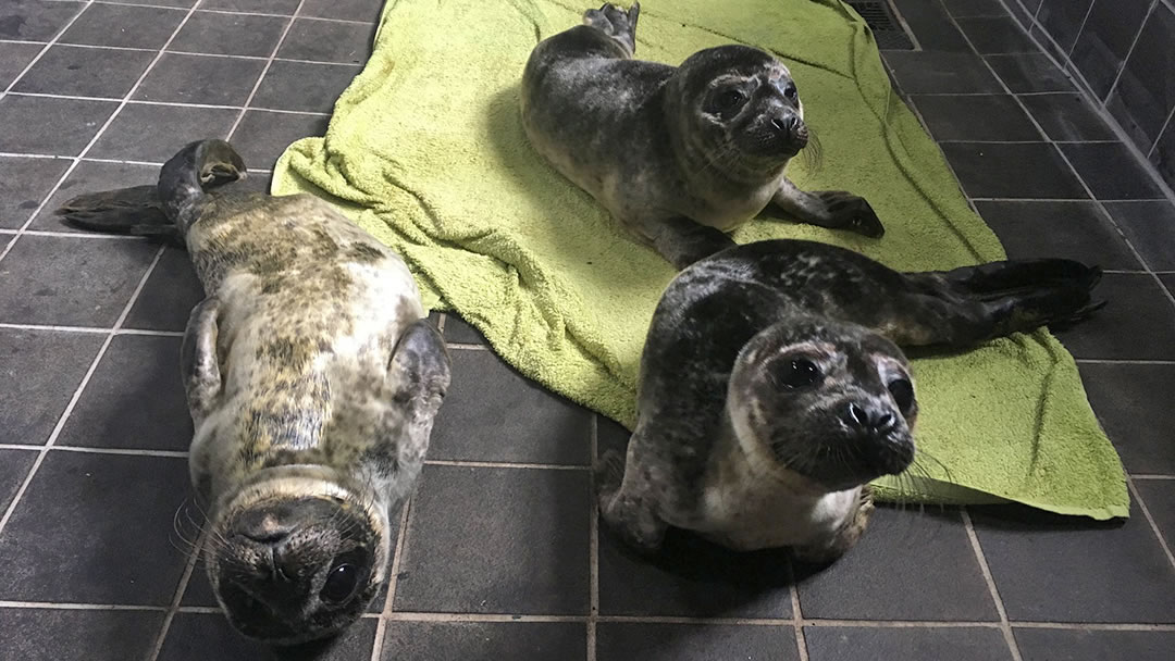 Seal pups