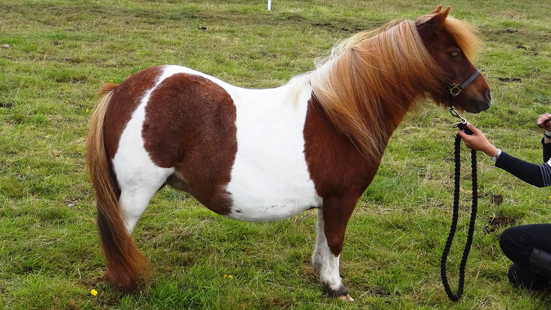 Jewel, the Shetland Pony
